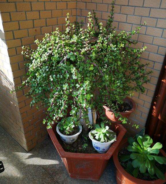 金枝玉叶下山桩养了5年