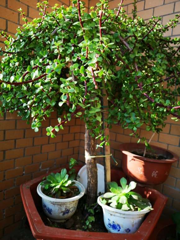 金枝玉叶下山桩养了5年