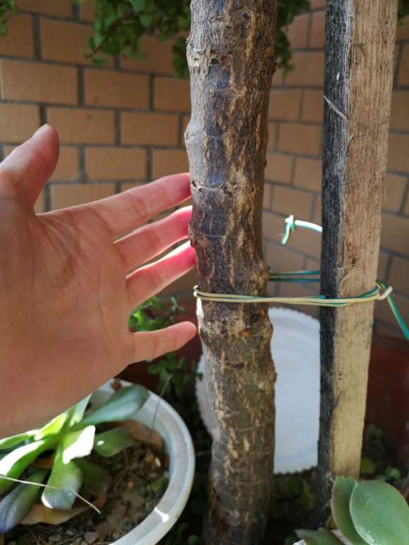 金枝玉叶下山桩养了5年