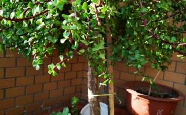 金枝玉叶下山桩养了5年 有树的感觉 图片