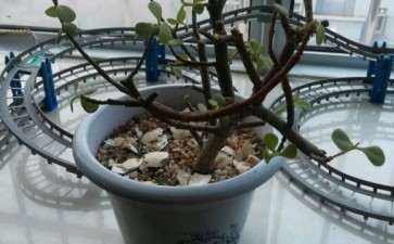 金枝玉叶下山桩为什么不长 怎么办 图片