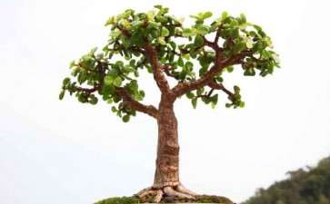 这棵金枝玉叶下山桩几年没怎样长了 图片