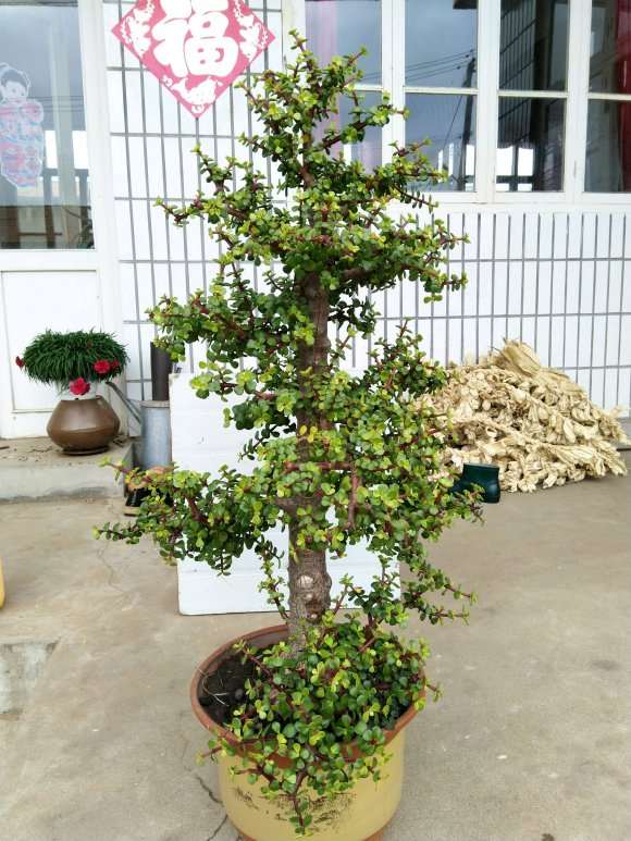 盆栽金枝玉叶下山桩 有几年了 怎么样