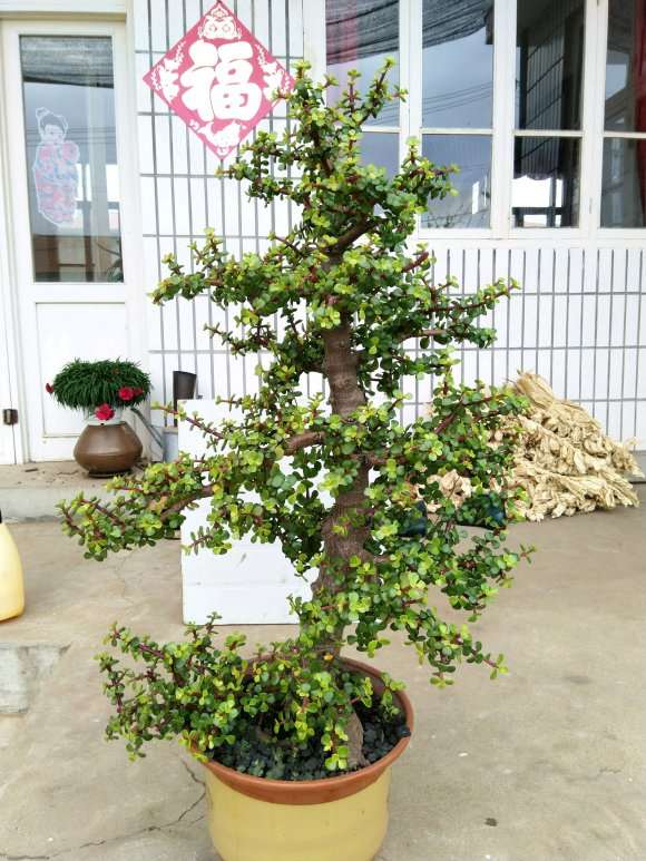 盆栽金枝玉叶下山桩 有几年了 怎么样