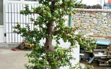 盆栽金枝玉叶下山桩 有几年了 可以吗