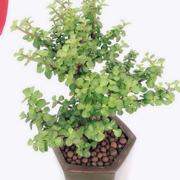金枝玉叶下山桩老桩