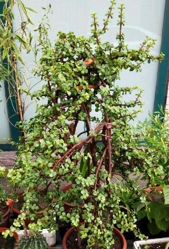 我的金枝玉叶下山桩