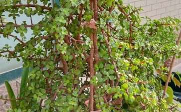 我的金枝玉叶下山桩 随便长 怎么办