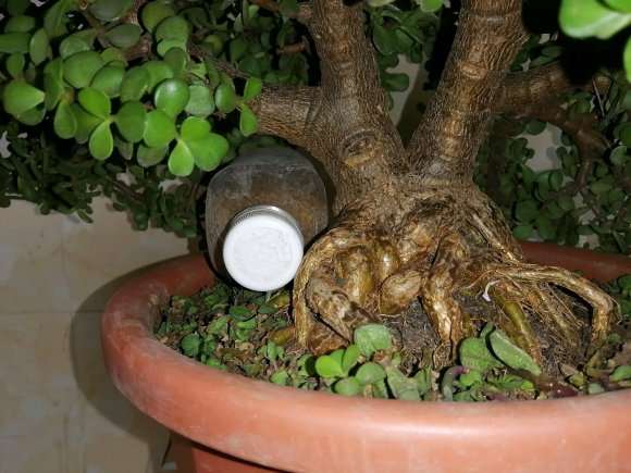 五年的金枝玉叶下山桩 怎么样