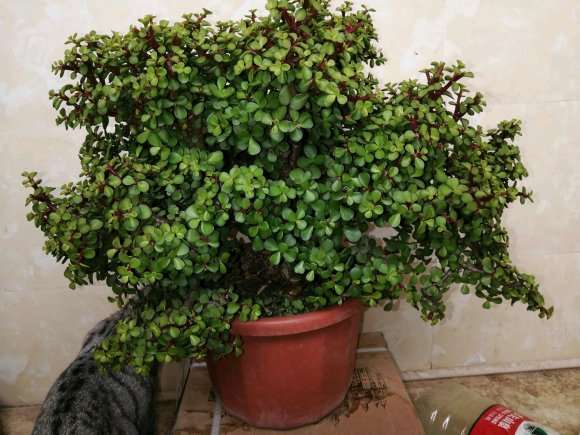 五年的金枝玉叶下山桩 怎么样