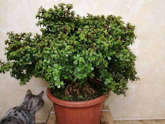 五年的金枝玉叶下山桩 怎么样