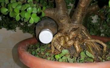 五年的金枝玉叶下山桩 可以吗 图片