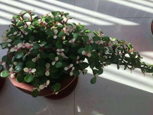 这盆金枝玉叶盆景是什么品种