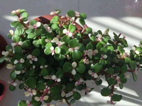 这盆金枝玉叶盆景是什么品种