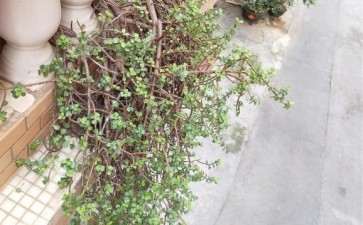 金枝玉叶下山桩 可以做成盆景吗 图片