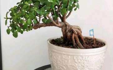 养了五年多金枝玉叶下山桩 修剪吗 图片