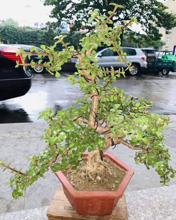 金枝玉叶下山桩正在用铁丝缠