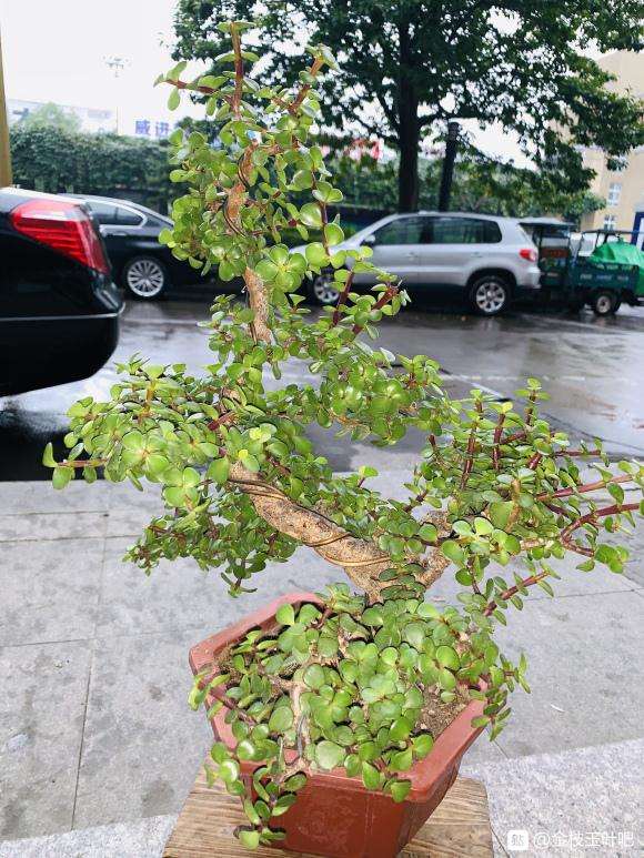 金枝玉叶下山桩正在用铁丝缠