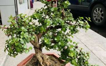 金枝玉叶下山桩正在用铁丝缠 可以吗