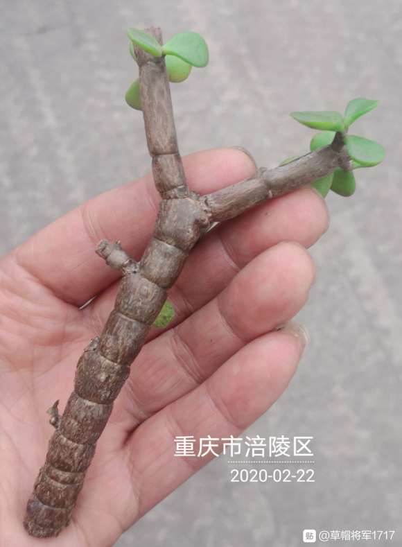 金枝玉叶下山桩制作盆景