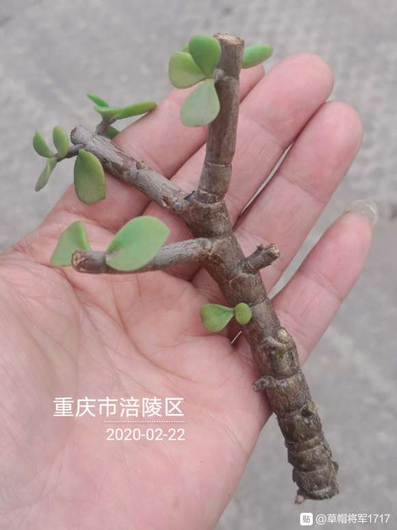 金枝玉叶下山桩制作盆景