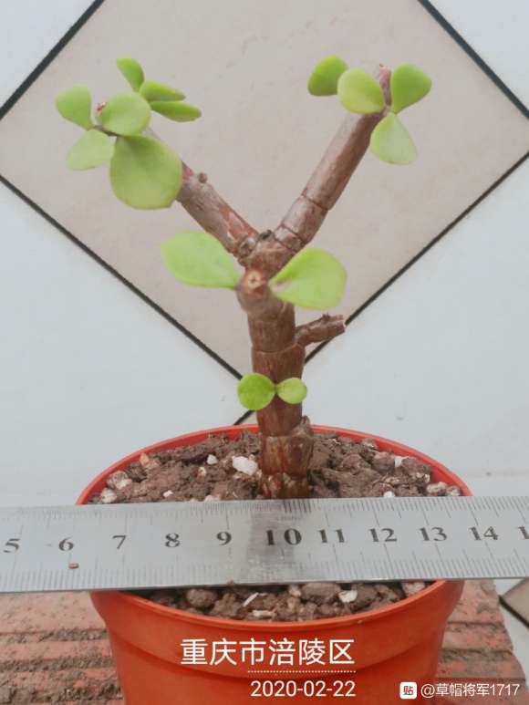 金枝玉叶下山桩制作盆景