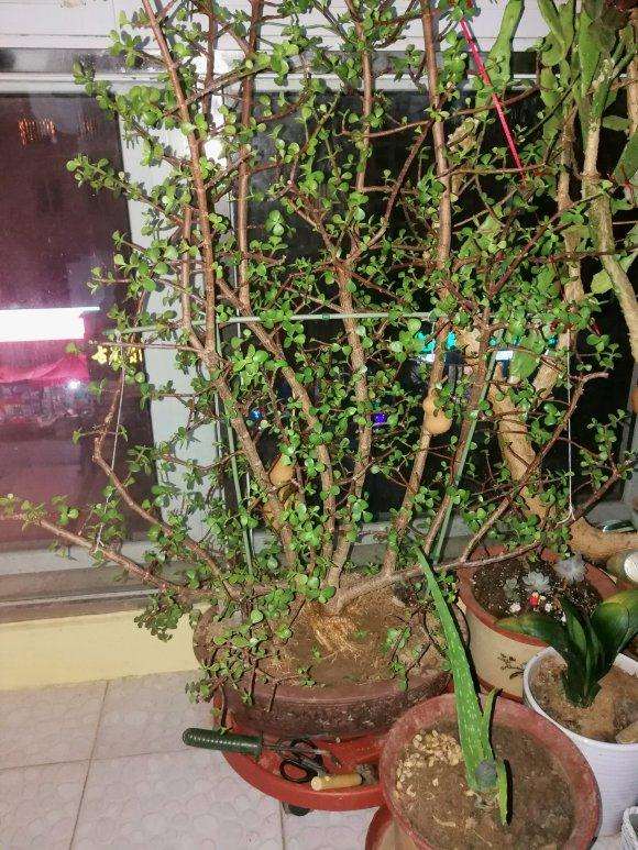 你的金枝玉叶下山桩