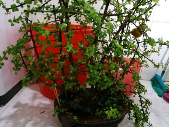 你的金枝玉叶下山桩