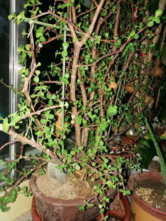 你的金枝玉叶下山桩