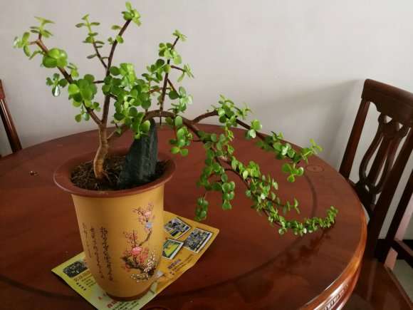 你的金枝玉叶下山桩