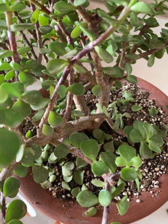 你的金枝玉叶下山桩