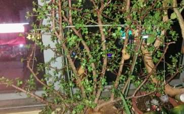 你的金枝玉叶下山桩 没修剪吧 图片