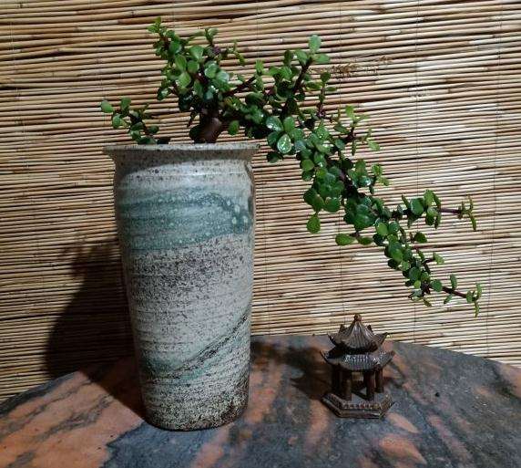 盆栽的金枝玉叶下山桩