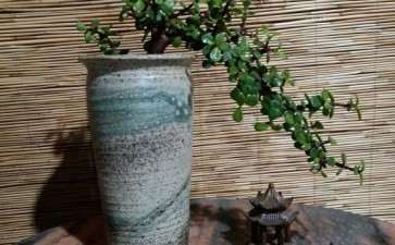 盆栽的金枝玉叶下山桩 可以吗 图片