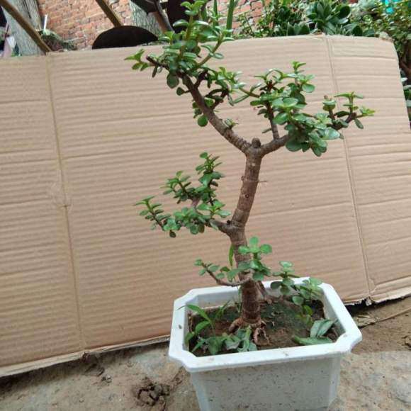 3盆造型金枝玉叶下山桩