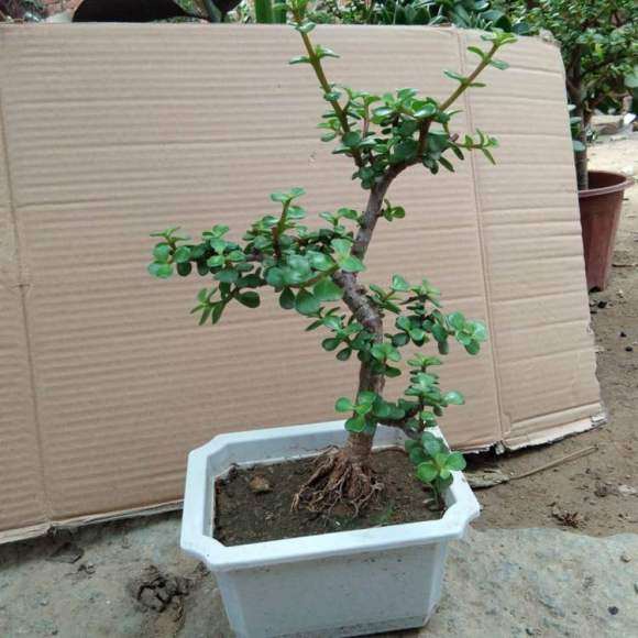 3盆造型金枝玉叶下山桩