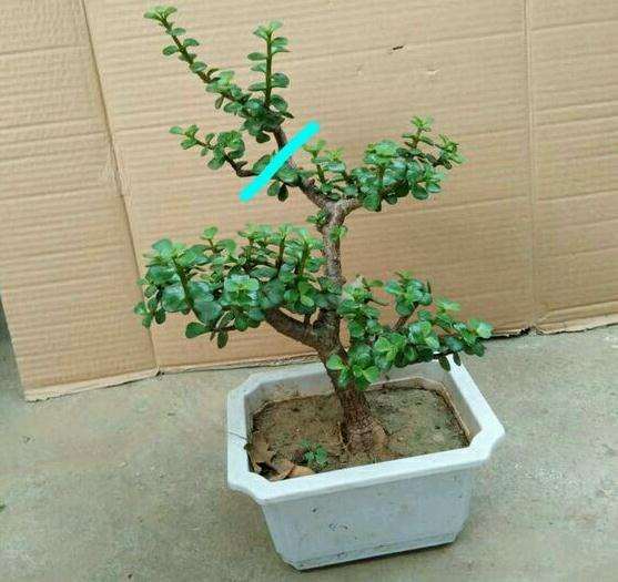 3盆造型金枝玉叶下山桩