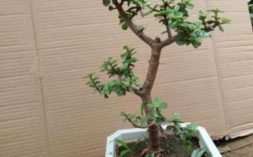 3盆造型金枝玉叶下山桩 哪个漂亮 图片