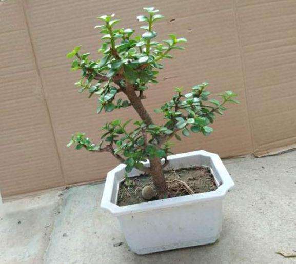 金枝玉叶盆景有毒