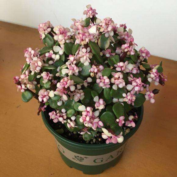 金枝玉叶盆景用了药的