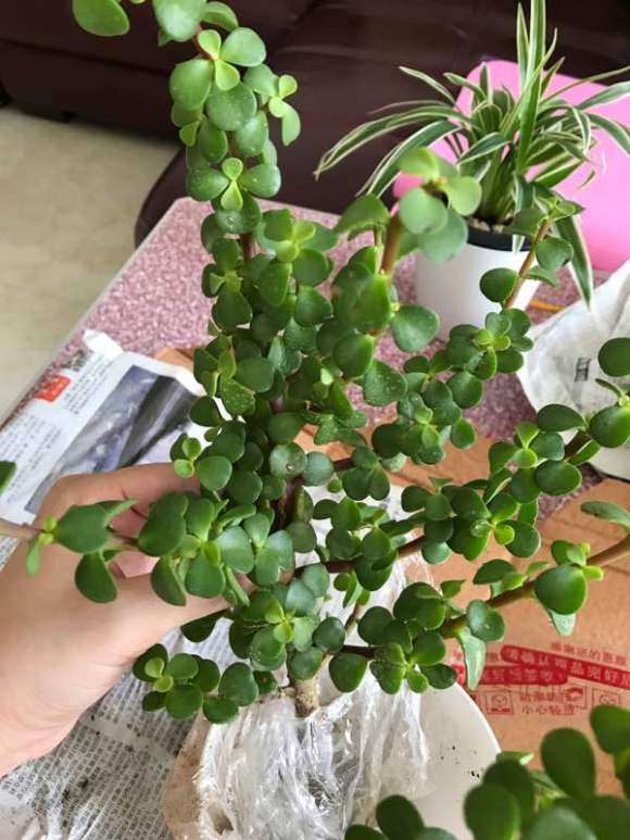 新买的金枝玉叶下山桩 如何做造型