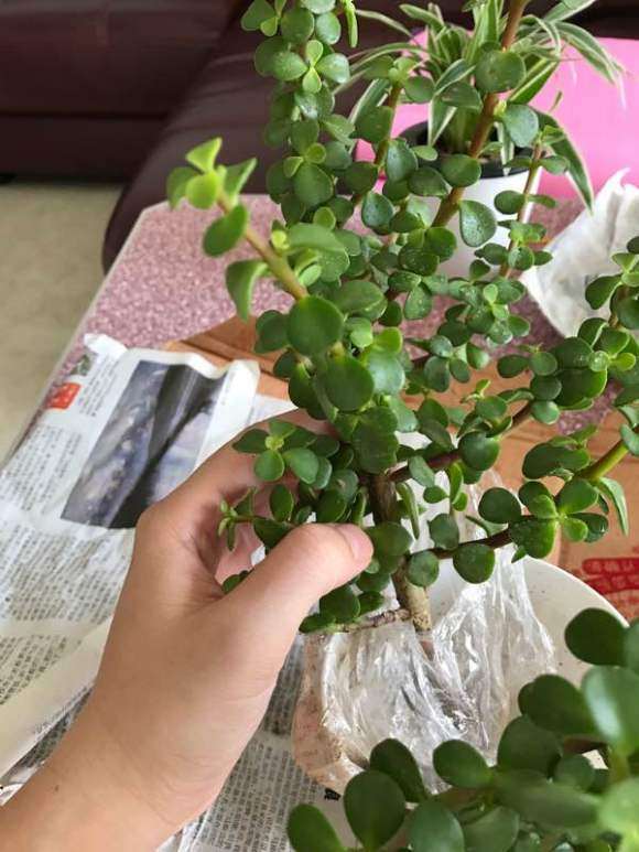 新买的金枝玉叶下山桩 如何做造型