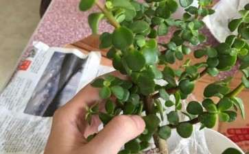 新买的金枝玉叶下山桩 如何做造型 图片