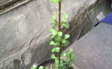 金枝玉叶下山桩可以食用吗 听说是中药