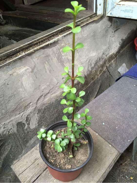 金枝玉叶下山桩可以食用吗 听说是中药