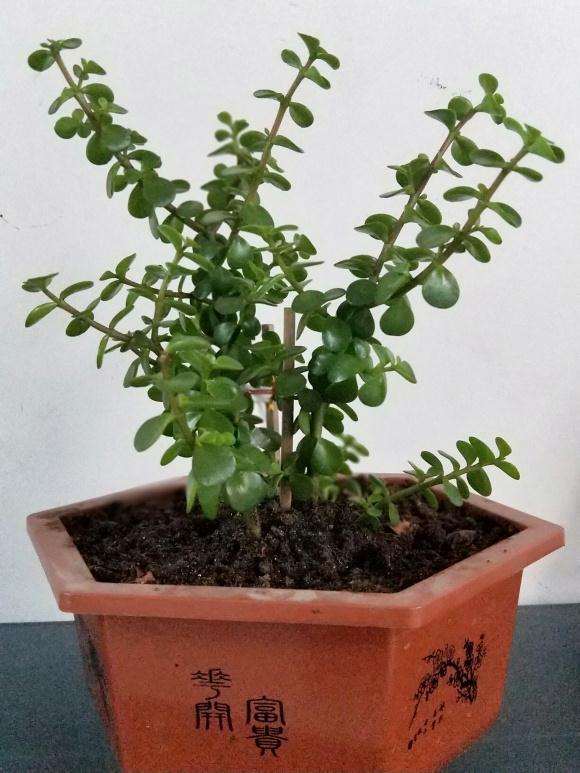 金枝玉叶下山桩长得真快 施肥了吗 图片