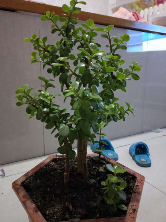 金枝玉叶下山桩长得真快 施肥了吗 图片