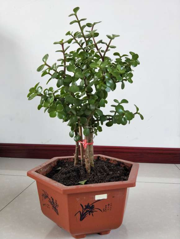 金枝玉叶下山桩长得真快 施肥了吗 图片