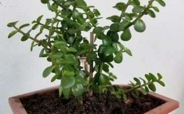 金枝玉叶下山桩长得真快 施肥了吗 图片