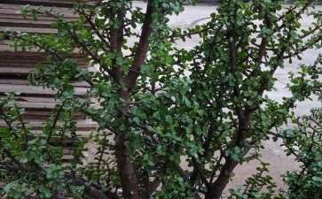 金枝玉叶下山桩能活多少年 图片